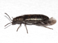 Dasytes aeratus